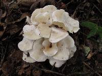 Clitocybe subconnexa image