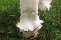 Amanita velatipes image