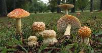 Amanita persicina image