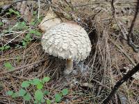 Chlorophyllum olivieri image