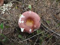 Russula vinosa image