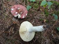 Russula vinosa image