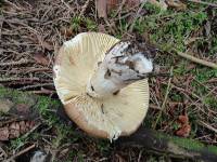 Russula clavipes image