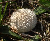 Lycoperdon marginatum image