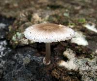 Mycena margarita image