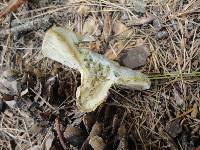 Lactarius chelidonium image