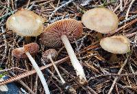 Mycena pelianthina image