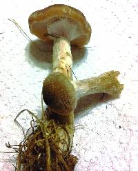 Entoloma abortivum image