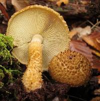 Leucopholiota decorosa image