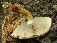 Pholiota limonella image