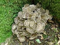 Grifola frondosa image