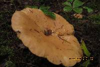 Lactarius affinis image