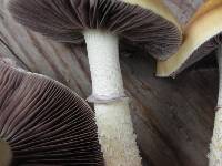 Stropharia hornemannii image