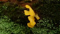 Dacryopinax spathularia image