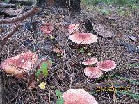 Tricholomopsis rutilans image