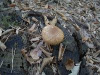 Tricholomopsis rutilans image