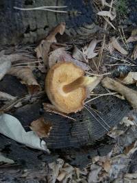 Tricholomopsis rutilans image