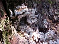 Laetiporus conifericola image