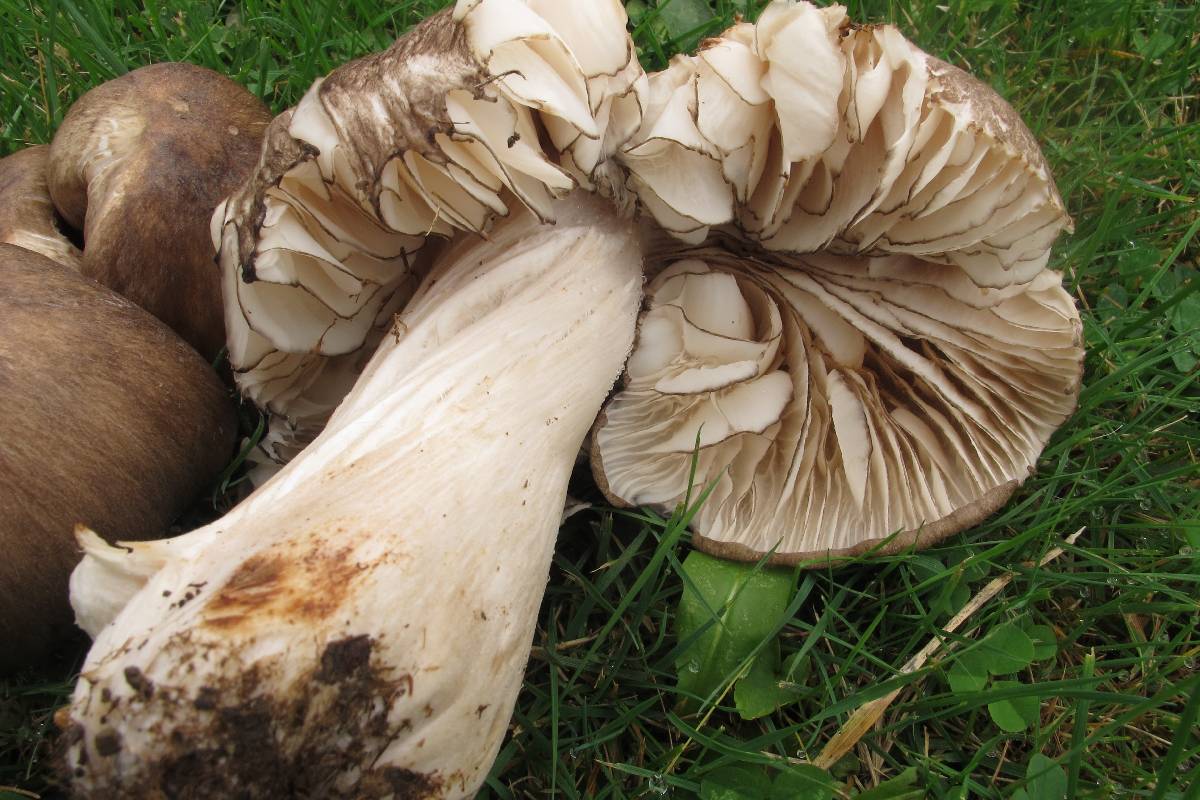 Megacollybia subfurfuracea image