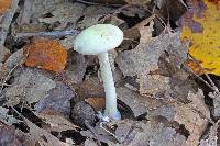 Amanita citrina f. lavendula image