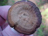 Coltricia perennis image