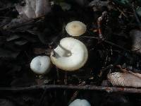 Clitocybe amarescens image