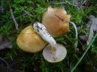 Cortinarius vibratilis image