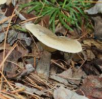 Ampulloclitocybe clavipes image