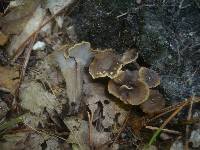 Pseudocraterellus undulatus image