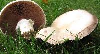 Agaricus arvensis image