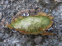 Melanelixia subaurifera image