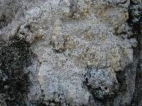 Pertusaria lactea image