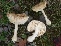 Amanita velatipes image