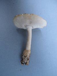 Amanita amerifulva image