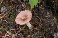 Russula puellaris image