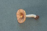 Russula puellaris image