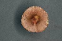 Russula puellaris image