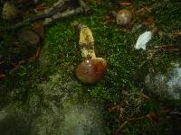 Aureoboletus gentilis image