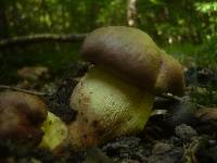 Boletus appendiculatus image