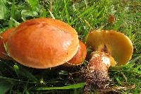 Suillus grevillei image