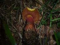 Boletus rubrosanguineus image