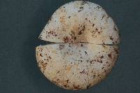 Russula cascadensis image