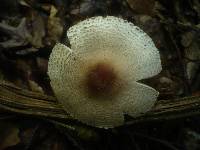 Lepiota ignivolvata image