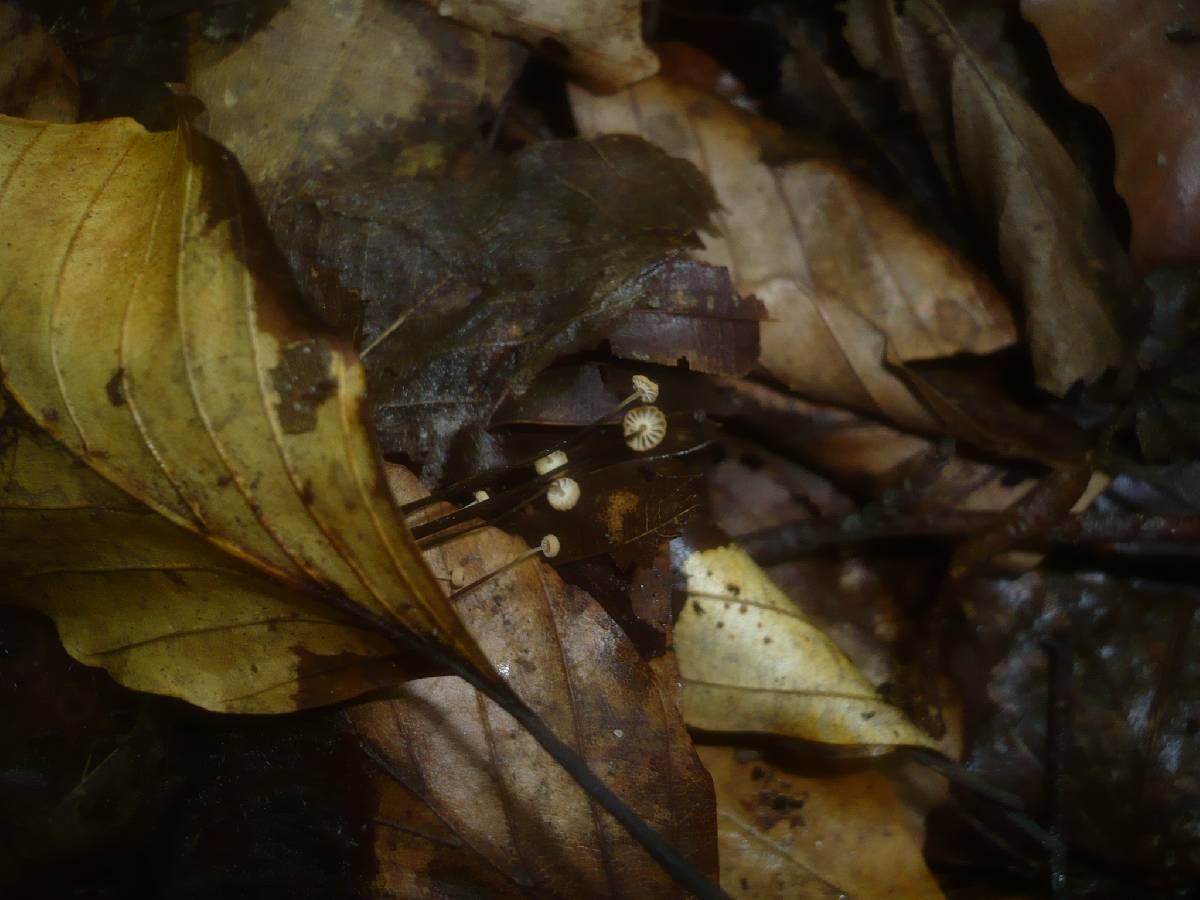 Marasmius bulliardii image