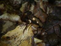 Marasmius bulliardii image