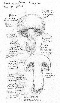 Boletus rubripes image