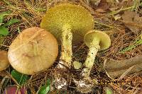 Suillus acidus image