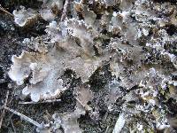 Peltigera canina image