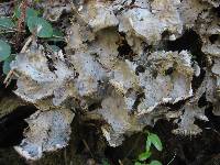 Peltigera praetextata image