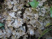 Peltigera praetextata image